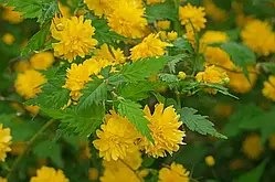 Керія японська "Pleniflora"