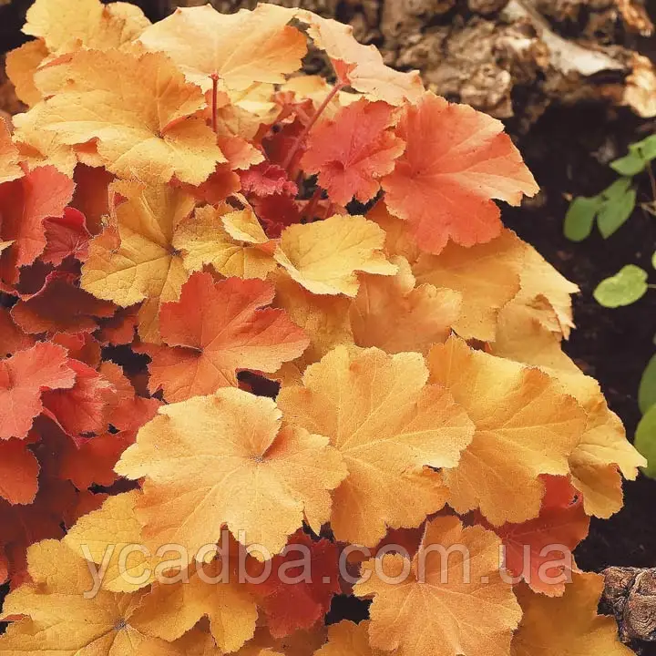 Гейхера Карамель 56, фото 1