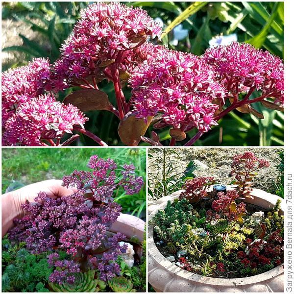 Саджанці Очитку (седум) гібридний Черрі Тарт (Sedum hybridum Cherry Tart) Р9 - фото 2 - id-p1660977170