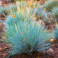 Саджанці Вівсяниці Інтенс Блу (Festuca Intense Blue)