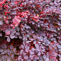 Барбарис Тунберга Carmen (Кармен) контейнер 0.5 л