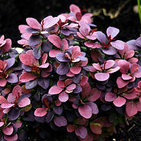 Барбарис Тунберга Concorde (Конкорд) контейнер 0.5 л