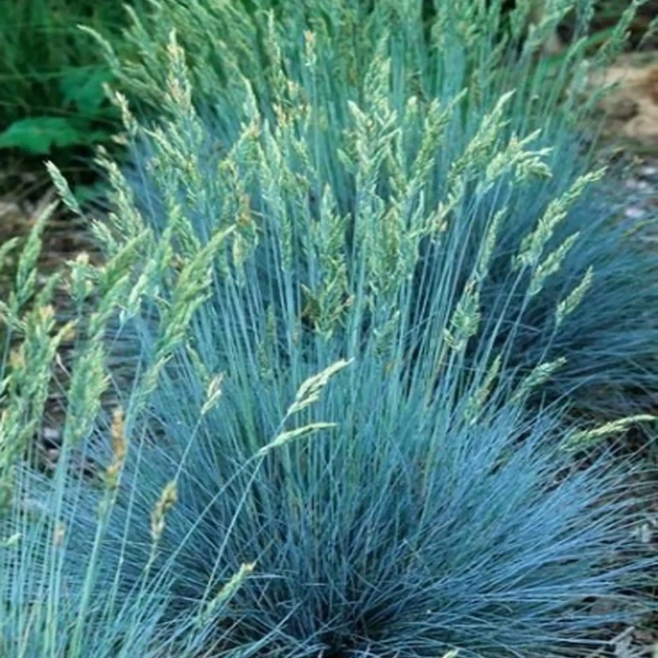 Саджанці Вівсяниці сизої Еліа Блю (Festuca glauca Elijah Blue) Р9, фото 1