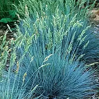 Саженцы Овсяницы сизой Элиа Блю (Festuca glauca Elijah Blue) Р9