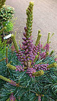 Сосна дрібновоцвіткова "Negishi". 
Pinus parviflora "Negishi".