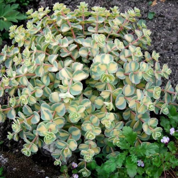 Саджанці Очитку (седум) зибольда Медіовариєгатум (Sedum sieboldianum Mediovariegatum) Р9