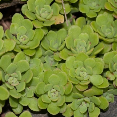 Саджанці Очитку (седум) скальний Глаукофілум (Sedum rupestre Glaucophyllum) Р9, фото 1