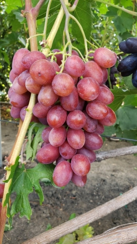 Виноград "МІНОР", фото 1