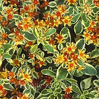 Саженцы Очитка (седум) камчатский Вариегатум (Sedum kamthaticum Variegatum) Р9