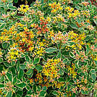 Саджанці Очитка (седум) камчатський Варієгатум (Sedum kamthaticum Variegatum) Р9, фото 2