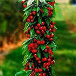 Саджанці колоновидної черешні Хелена (1-річна), фото 3