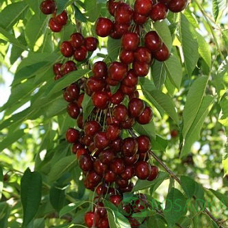 Саджанці колоновидної черешні Хелена (1-річна), фото 1