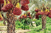 Семена Финиковая пальма Турция
