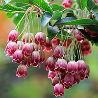 Енкіантус "Red Bells"