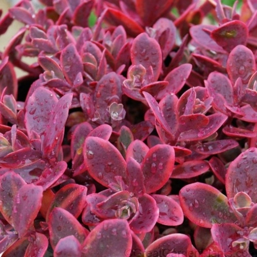 Саджанці Очитку (седум) гібридний Cан Спарклер (Sedum hybridum Sun Sparkler Wildfire)