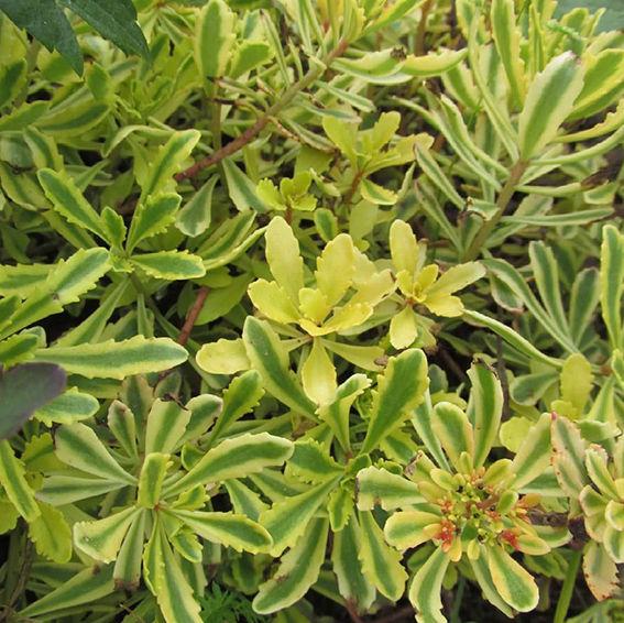 Саджанці Очитка (седум) Міддендорфа Варієгата (Sedum Middendorfianum Variegatum)