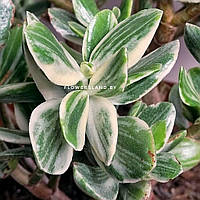 Крассула Вариегата Триколор, Crassula nudicaule variegata