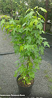 Ліквідамбар смолоносний/Liquidambar styraciflua С7,5, Н 60-80