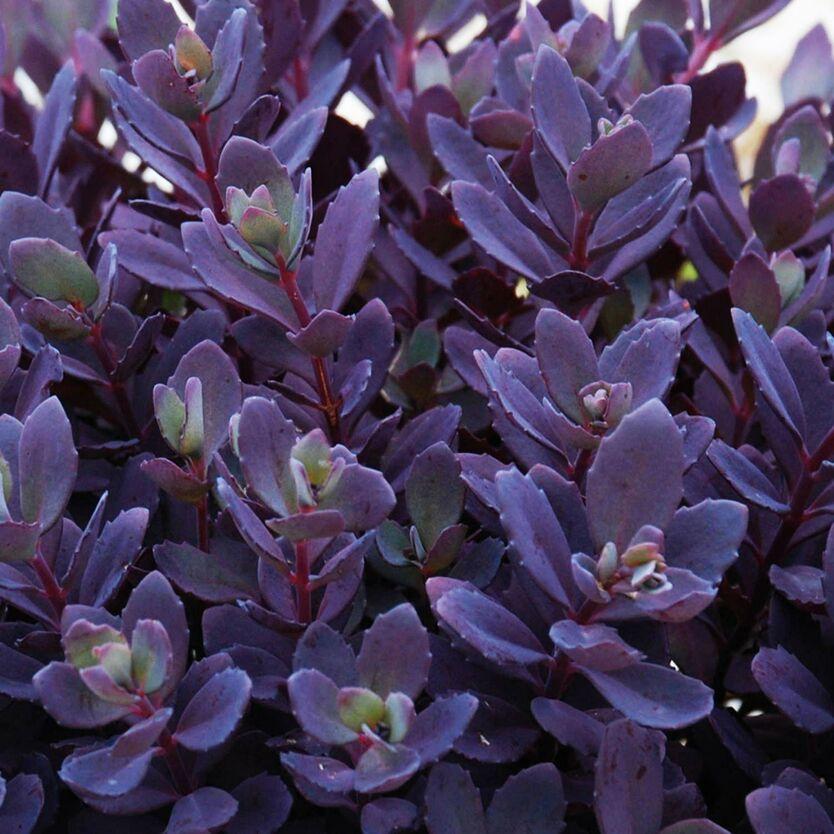 Саджанці Очитка (седум) гібридний Слива осліплююча (Sedum hybride Plum Dazzled) Р9, фото 1