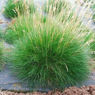 Саджанці Вівсяниця Готьє (Festuca Gautieri) С2