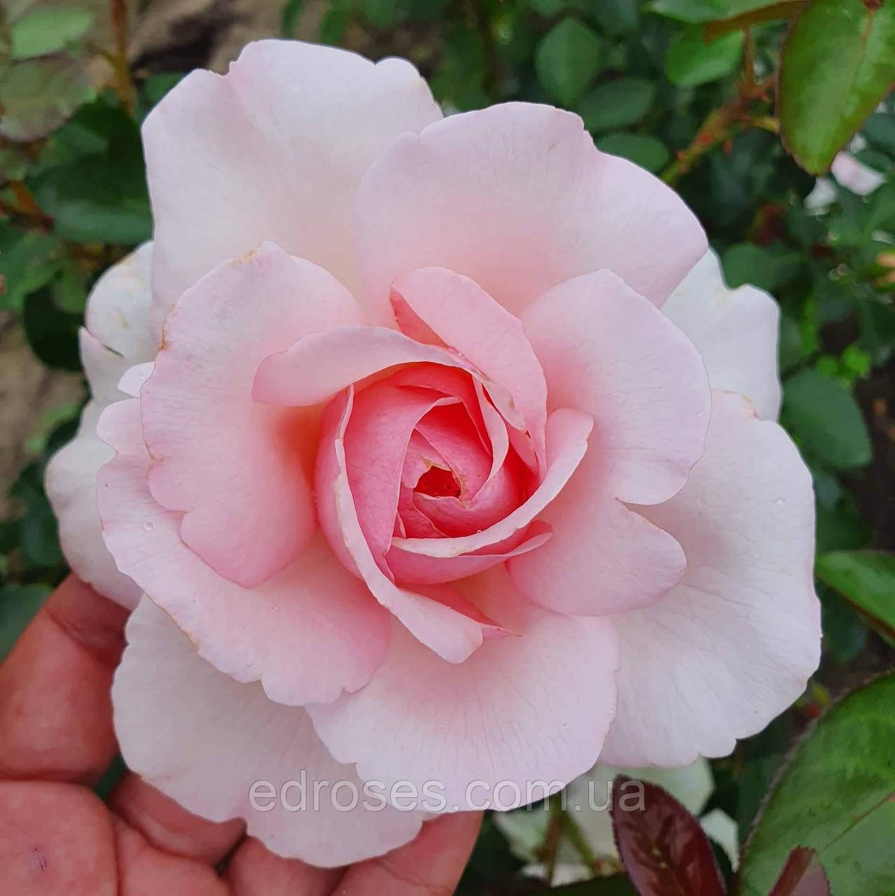 Мартін Гійо (Martine Guillot), фото 1