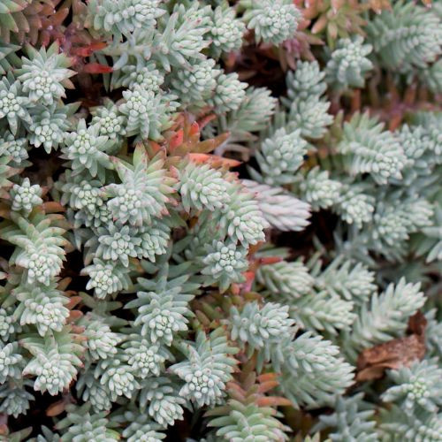 Саджанці Очитка (седум) Еверса Нанум (Sedum ewersii Nanum) Р9