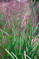 Просо прутоподібне Варріор ( саджанці 1.5л ), фото 4