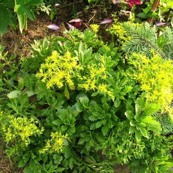 Саджанці Очитка (седум) Міддендорфа (Sedum Middendorfianum) Р9, фото 1