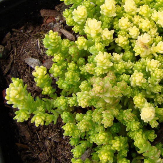 Саджанці Очитка (седум) їдкий Йеллоу Квін (Sedum acre Yellow Queen) Р9, фото 1