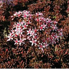 Саджанці Очитка (седум) білий Атропурпуреум (Sedum album Atropurpureum) Р9, фото 3