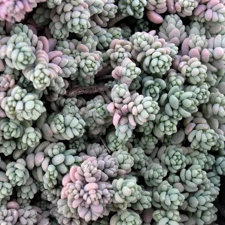 Саджанці Очитка (седум) густолистий Опелайн (Sedum dasyphyllum Opaline) Р9
