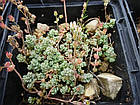 Саджанці Очитка (седум) густолистий Опелайн (Sedum dasyphyllum Opaline) Р9, фото 3