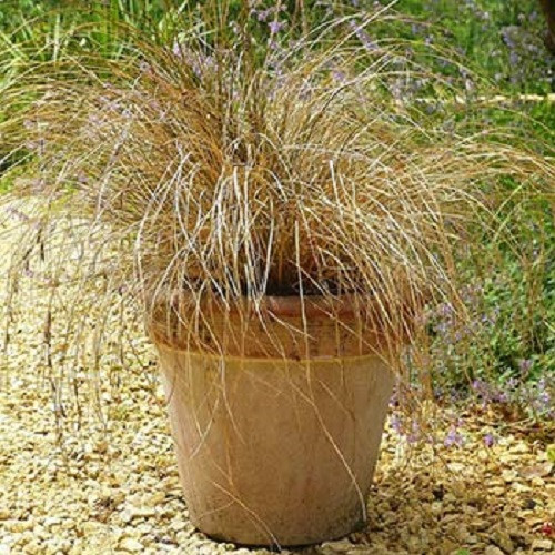 Саджанці Осока власоподібна Бронз Форм (Карекс Бронз Форм) (Carex flagellifera Bronze Form) Р9, фото 1