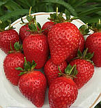 Полуниця "Роміна" (ультраранна, солодка, великоплідна), фото 2