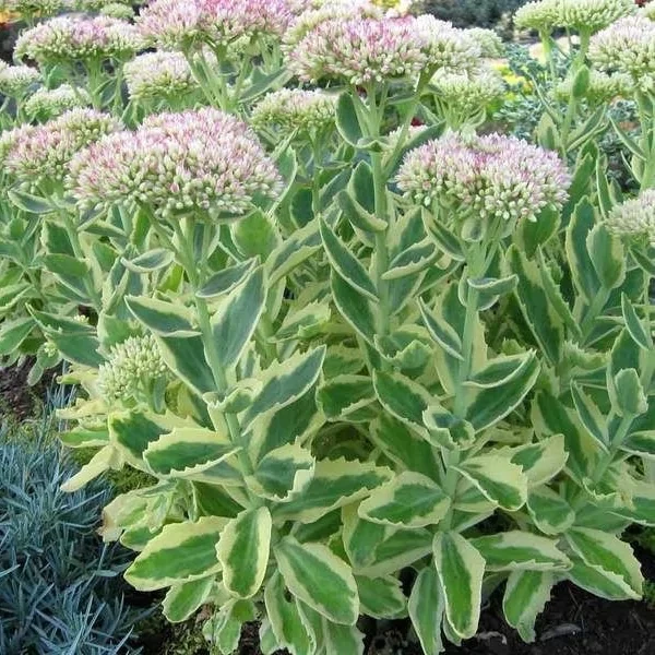 Саджанці Очитка (седум) Елвіс Голд (Sedum spectabile Elses Gold) Р9, фото 1