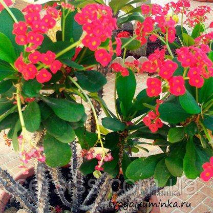 Молочай Міля, Euphorbia milii