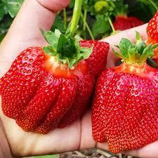 Полуниця "Кристал Голд" (здня, великоплідна), фото 1