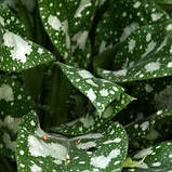 Медунка Цукрова саджанці в контейнерах Pulmonaria saccharata, фото 3