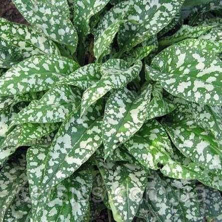 Медунка Цукрова саджанці в контейнерах Pulmonaria saccharata, фото 1