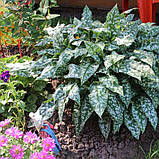 Медунка Цукрова саджанці в контейнерах Pulmonaria saccharata, фото 4