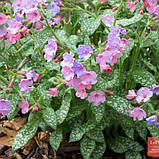 Медунка Цукрова саджанці в контейнерах Pulmonaria saccharata, фото 2