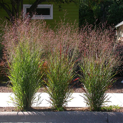 Саджанці Просо прутоподібне Шенандоа (Panicum virgatum Shenandoah) Р9, фото 1