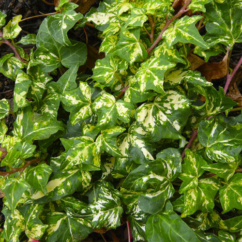 Саджанці Плюща звичайного Голден Юте (Hedera helix Golden Jytte) Р9, фото 1