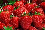 Полуниця "Фестивальна ромашка" — (середня, врожайна, солодка), фото 4