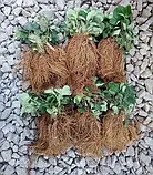 Полуниця "Мармелада" — (середня, солодка), фото 2