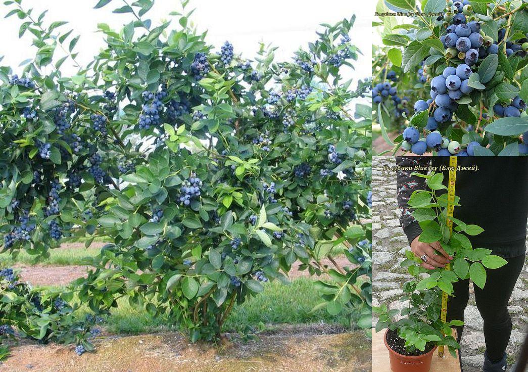 Купить Саженцы Черники Кустовой