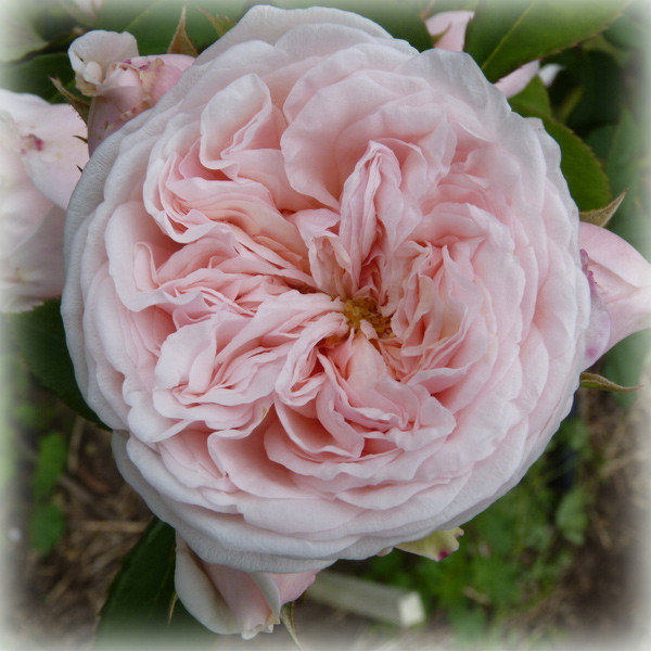 Троянда англійська Клер Роуз (Claire Rose), фото 1