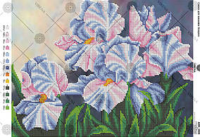 Схема на тканині для вишивки бісером Іриси А3Н_003 Вірена