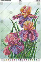 Схема на тканині для вишивки бісером Іриси А3Н_058 Вірена