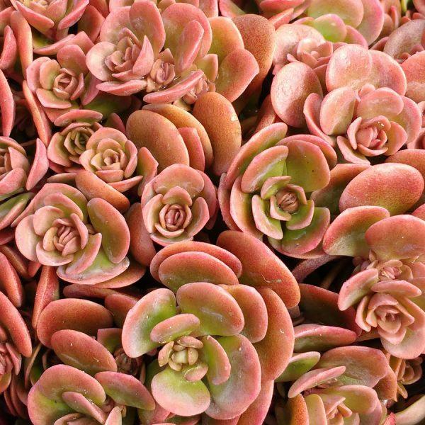 Саджанці Очитка (седум) гібридний Корал Риф (Sedum hybride Coral Reef)